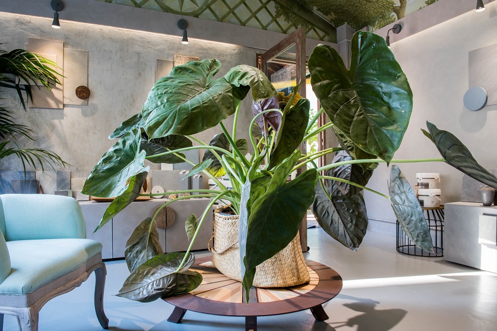 coltivare la alocasia nigra
