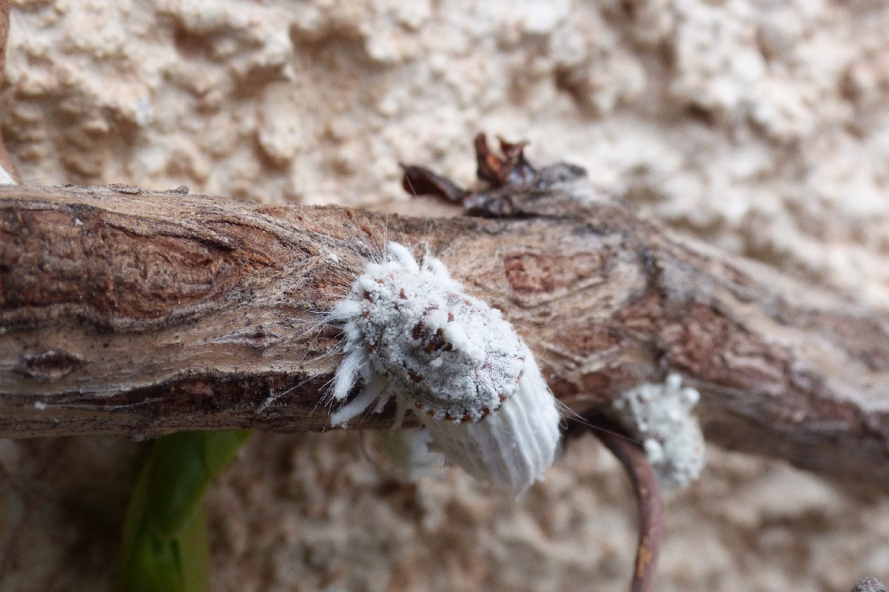 eliminare le cocciniglie
