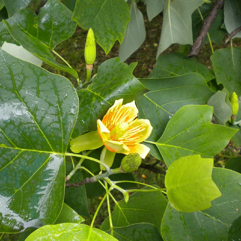 coltivare il Liriodendron tulipifera