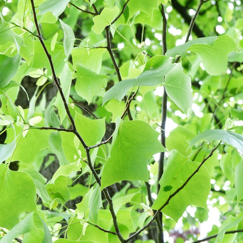 coltivare il Liriodendron tulipifera