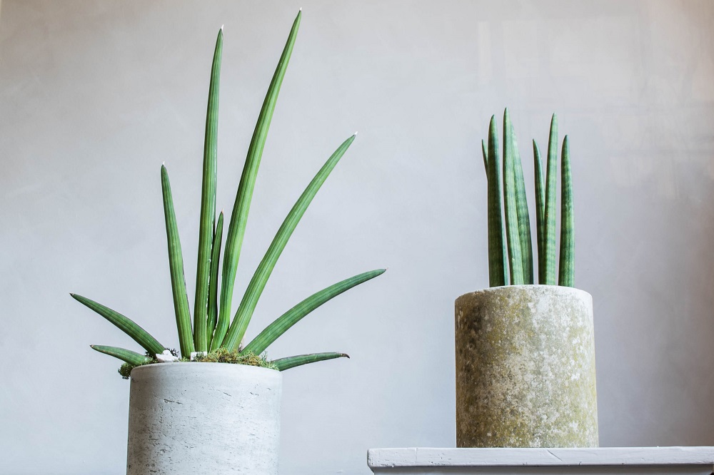 coltivare la sansevieria cylindrica