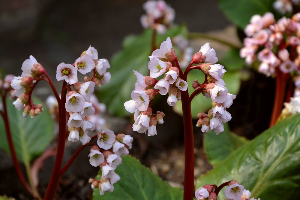 Coltivare la Bergenia