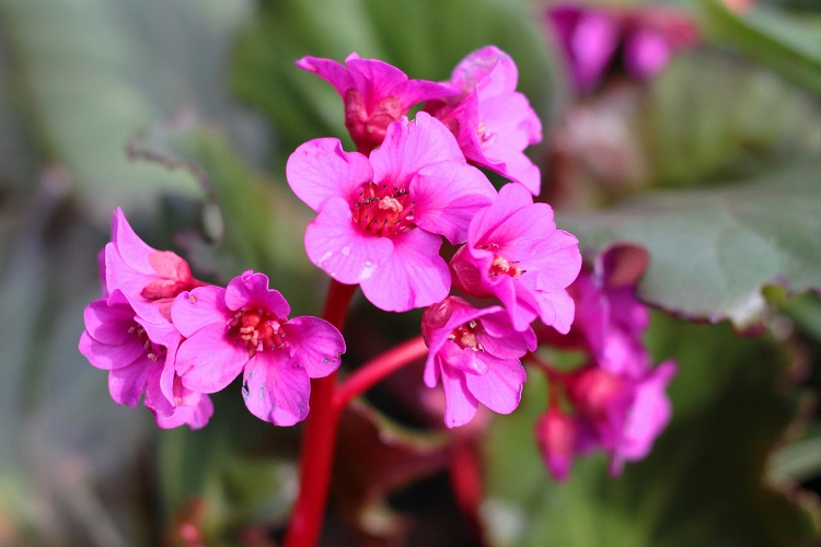 Coltivare la Bergenia