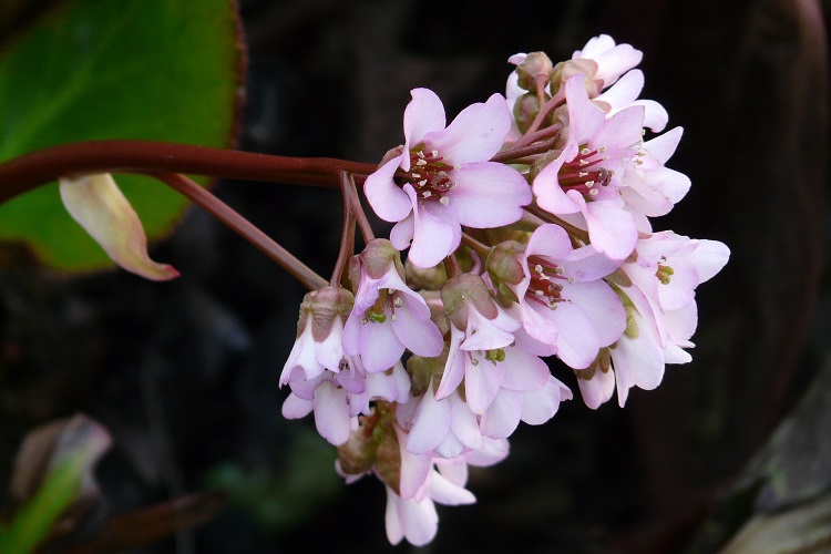 Coltivare la Bergenia