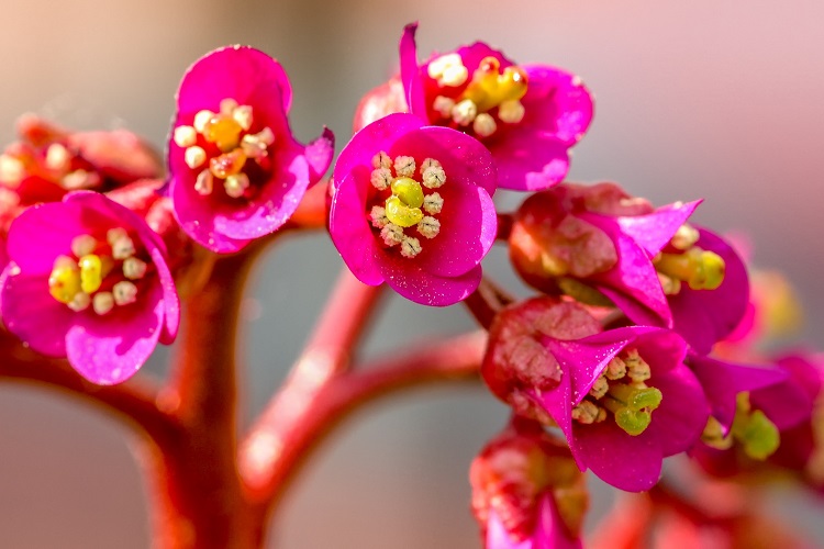 Coltivare la Bergenia