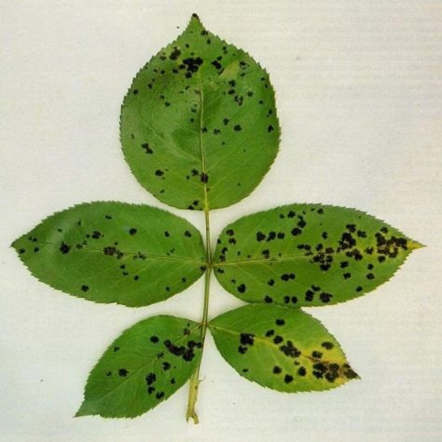 eliminare la ticchiolatura della rosa