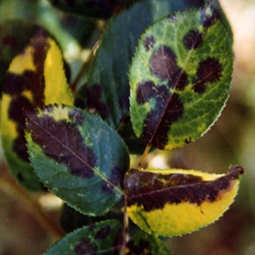 eliminare la ticchiolatura della rosa