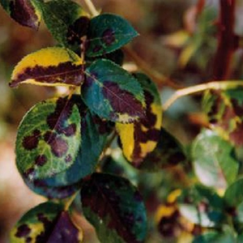 eliminare la ticchiolatura della rosa