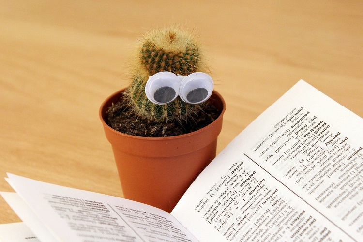 Giardinaggio con i bambini - Cactus