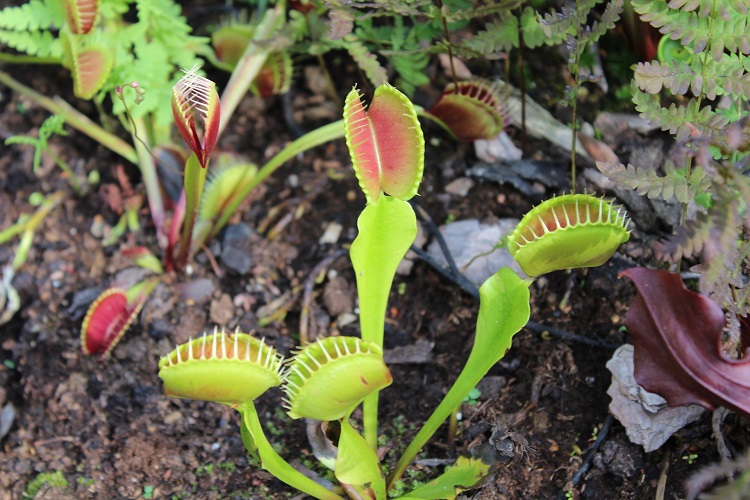 Giardinaggio con i bambini - Dionaea muscipula