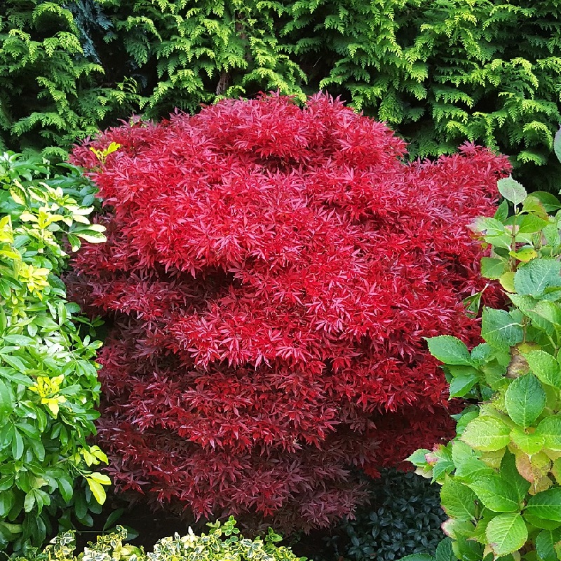 Piante per un terrazzo ombreggiato - Acero giapponese