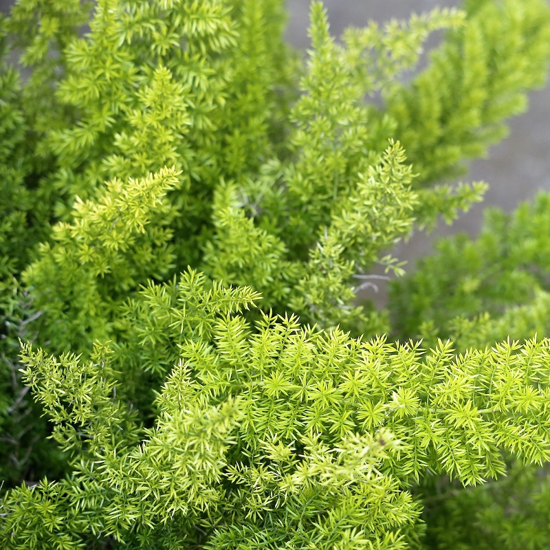 Piante per un terrazzo ombreggiato - Asparagina