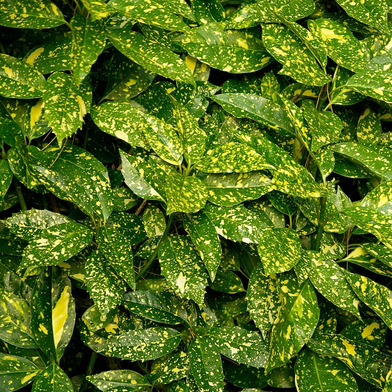 Piante per un terrazzo ombreggiato - Aucuba