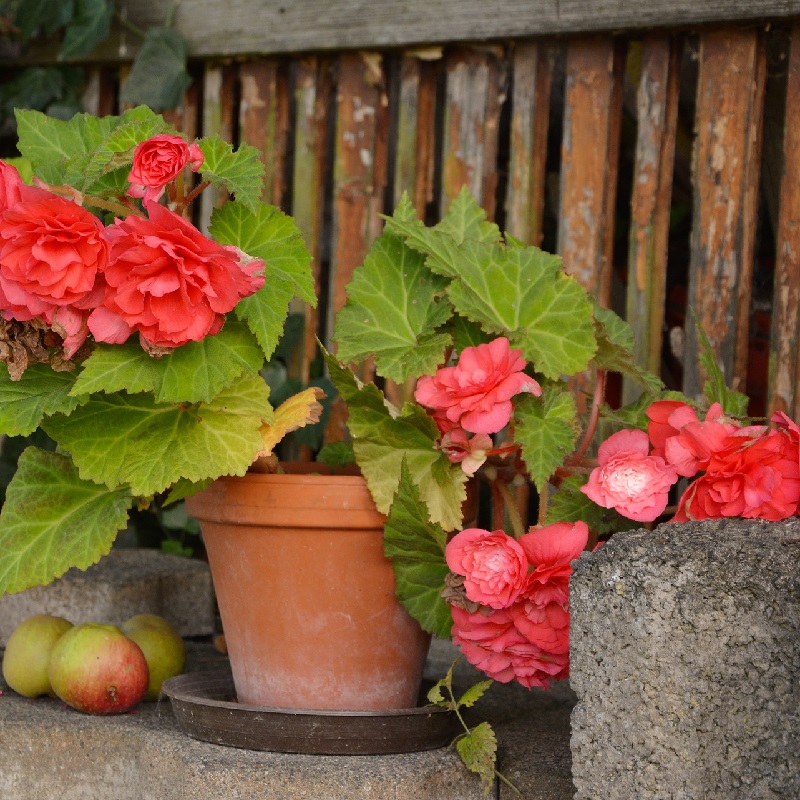 Piante per un terrazzo ombreggiato - Begonia
