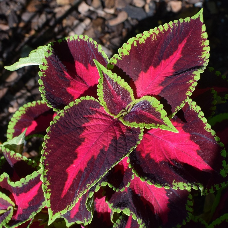 Piante per un terrazzo ombreggiato - Coleus