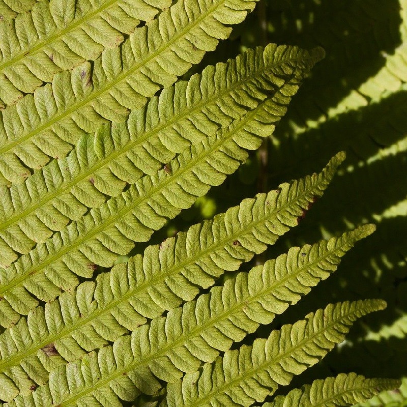 Piante per un terrazzo ombreggiato - Felce