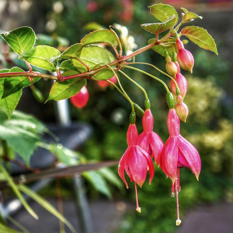 Piante per un terrazzo ombreggiato - Fucsia