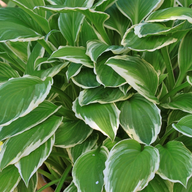 Piante per un terrazzo ombreggiato - Hosta