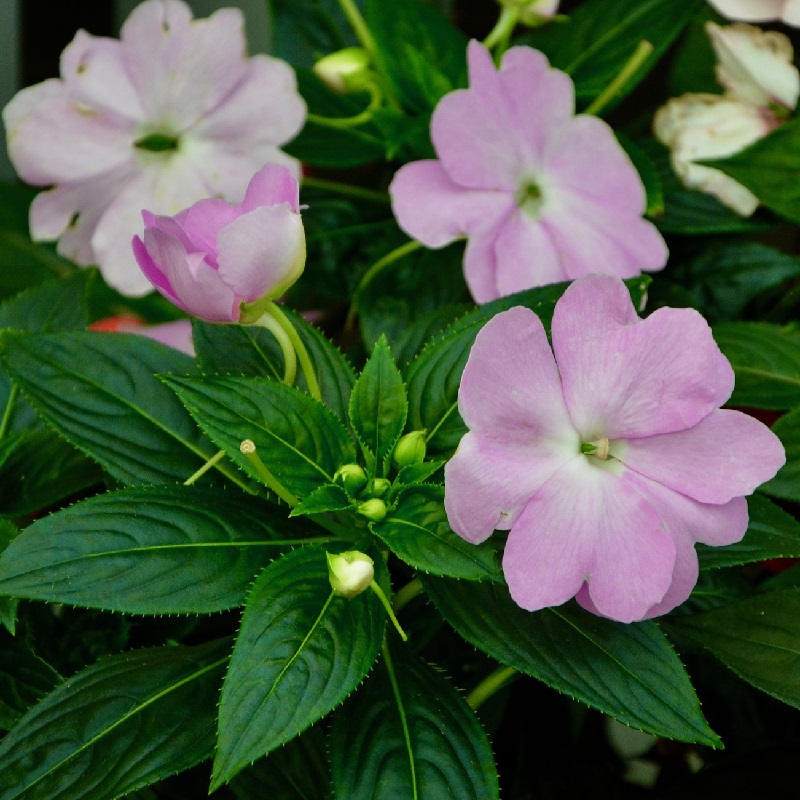 Piante per un terrazzo ombreggiato - Impatiens