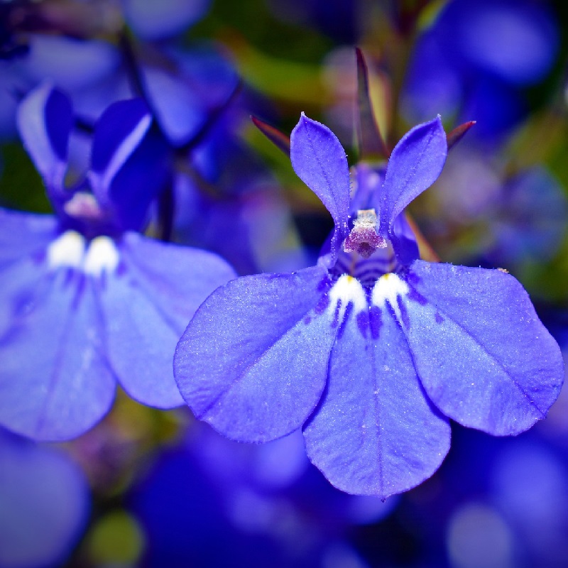 Piante per un terrazzo ombreggiato - Lobelia