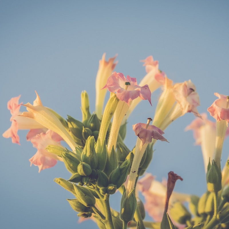 Piante per un terrazzo ombreggiato - Nicotiana