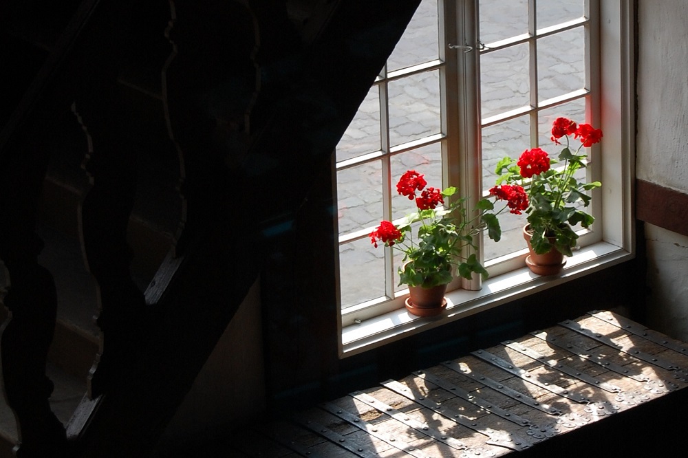 Piante per un terrazzo ombreggiato