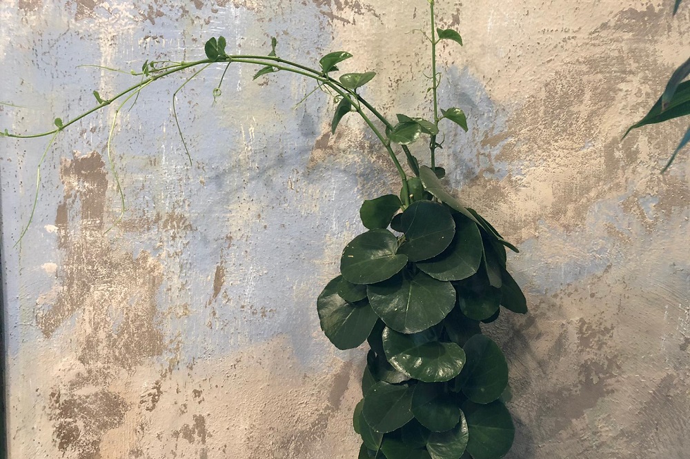 coltivare il Cissus rotundifolia