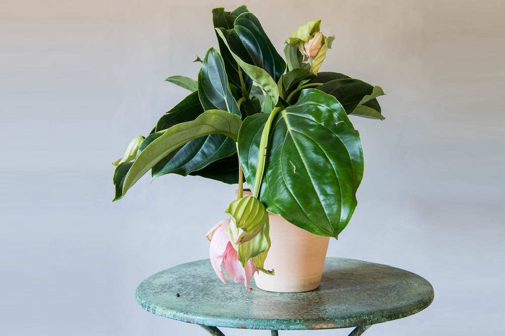 coltivare la Medinilla magnifica