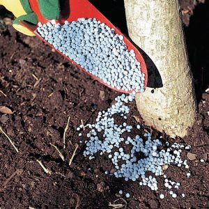 concimare piante in vaso - concime granulare