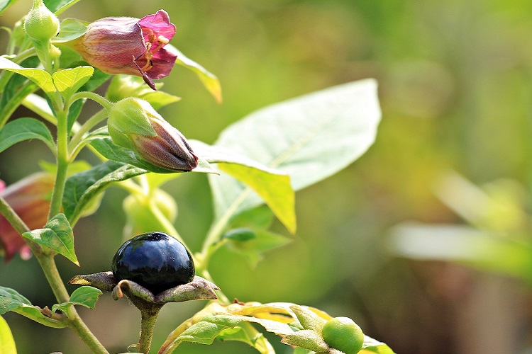 Piante velenose e tossiche - Atropa belladonna