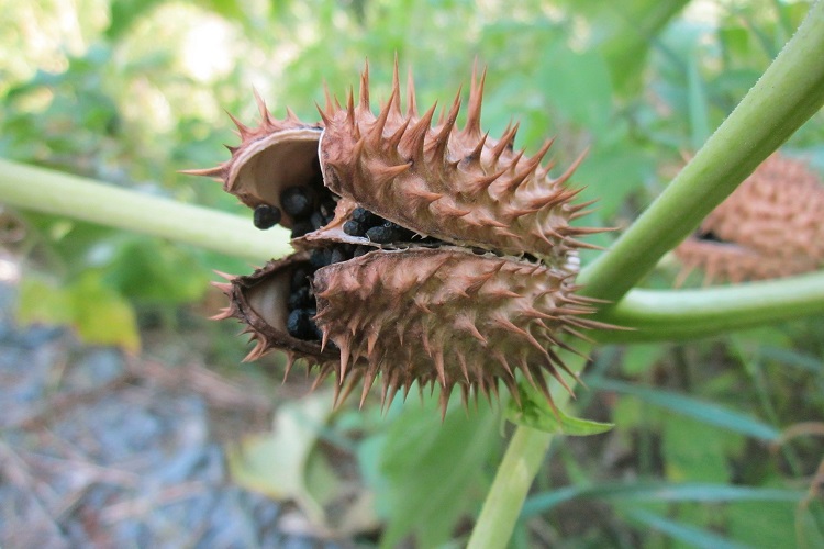 Piante velenose e tossiche - Datura stramonium
