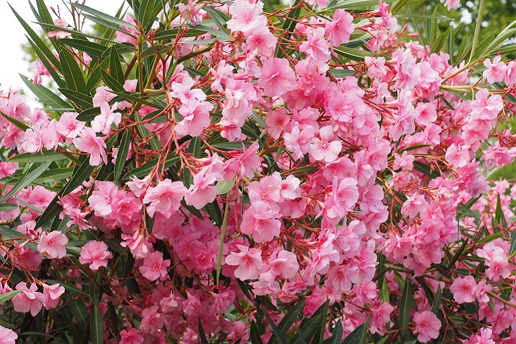 Piante velenose e tossiche - Nerium oleander