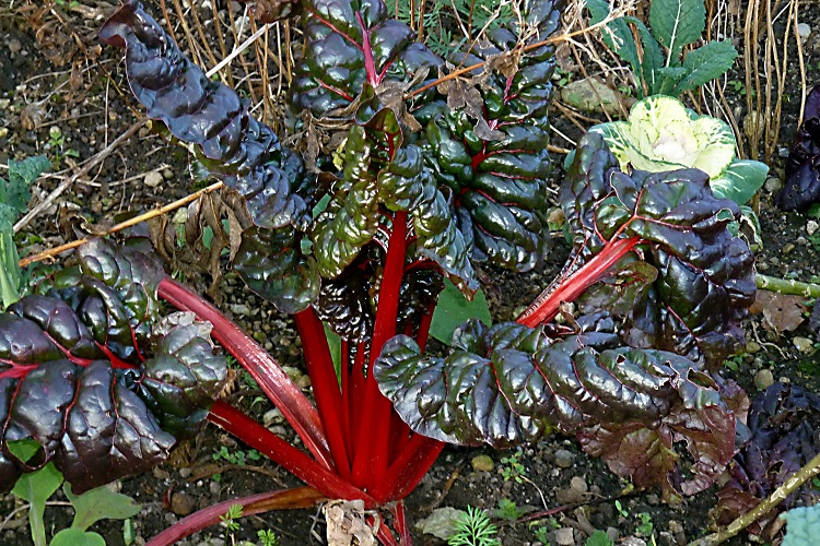 Piante velenose e tossiche - Rheum rhabarbarum