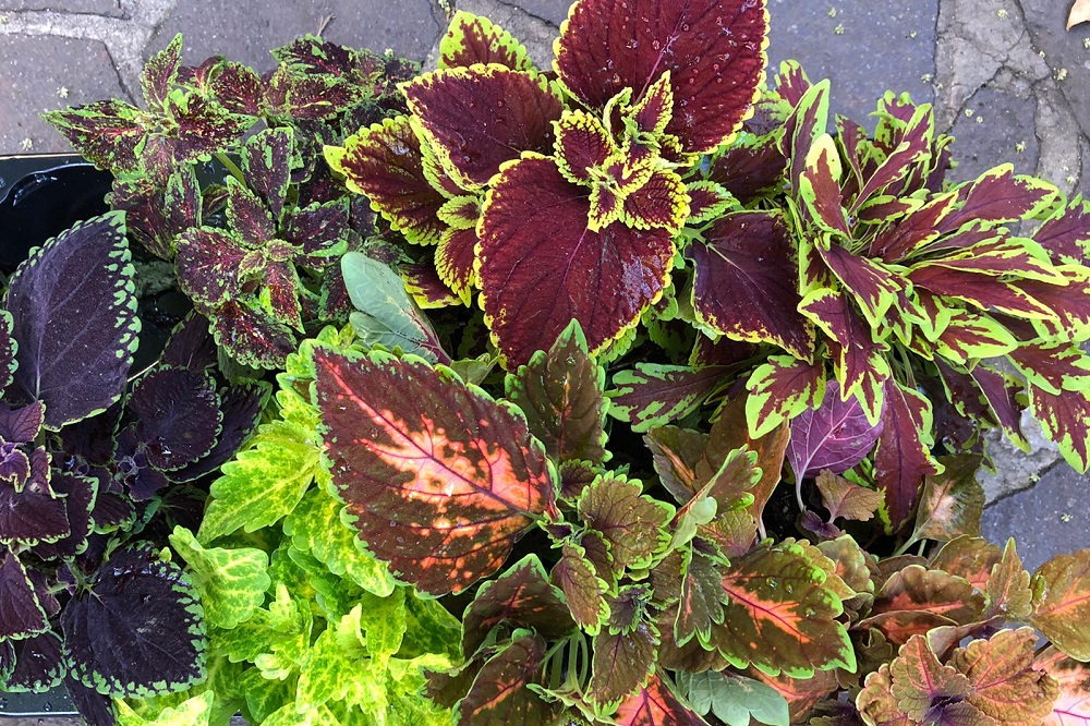 coltivare il Coleus
