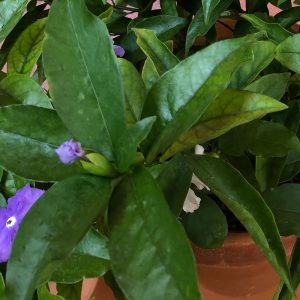coltivare la Brunfelsia