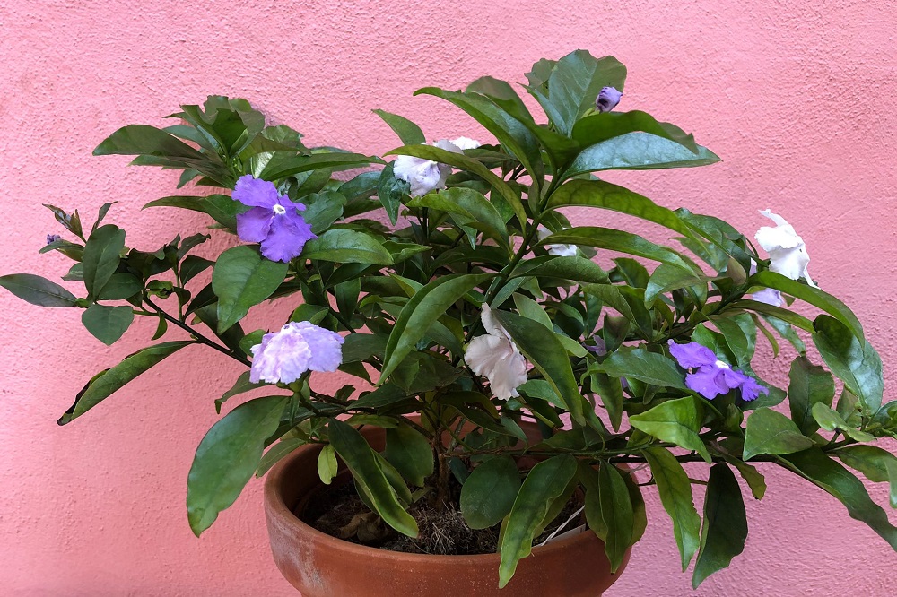 coltivare la Brunfelsia