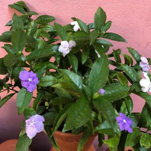 coltivare la Brunfelsia