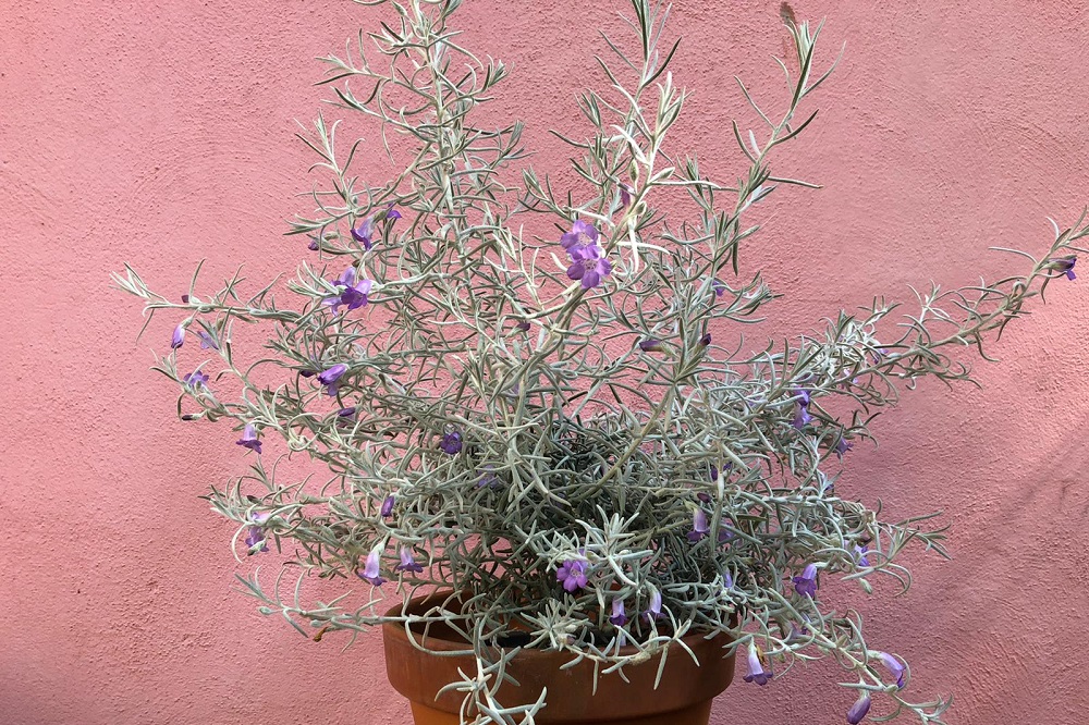 coltivare la Eremophila nivea