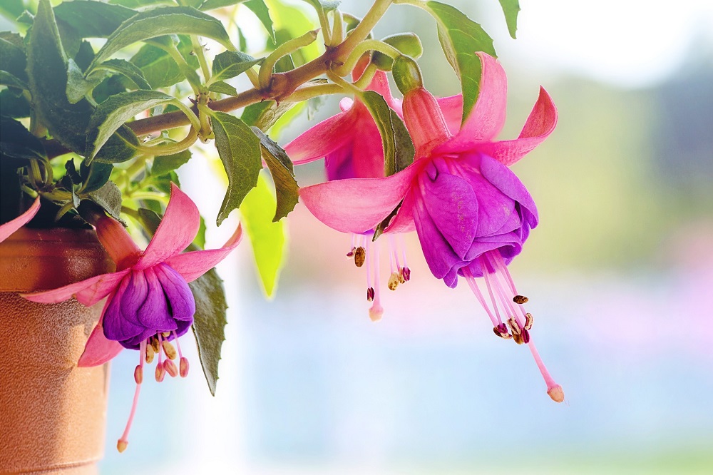 coltivare la fucsia