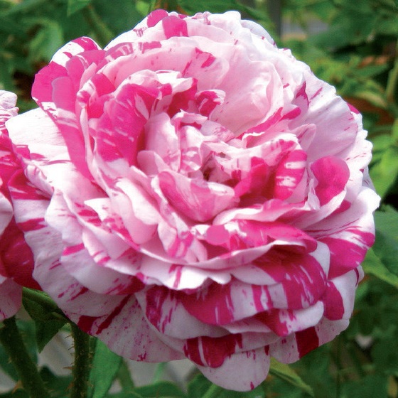 coltivare le Rose antiche