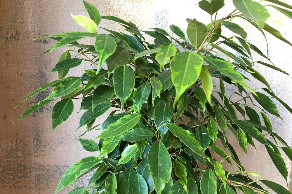COLTIVARE IL FICUS BENJAMINA