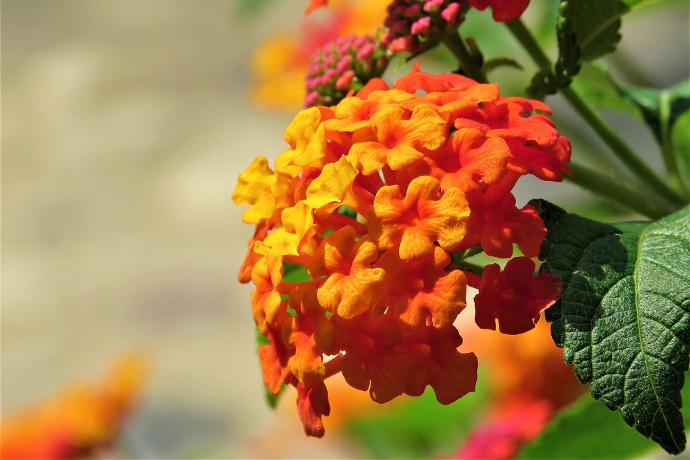 coltivare la Lantana