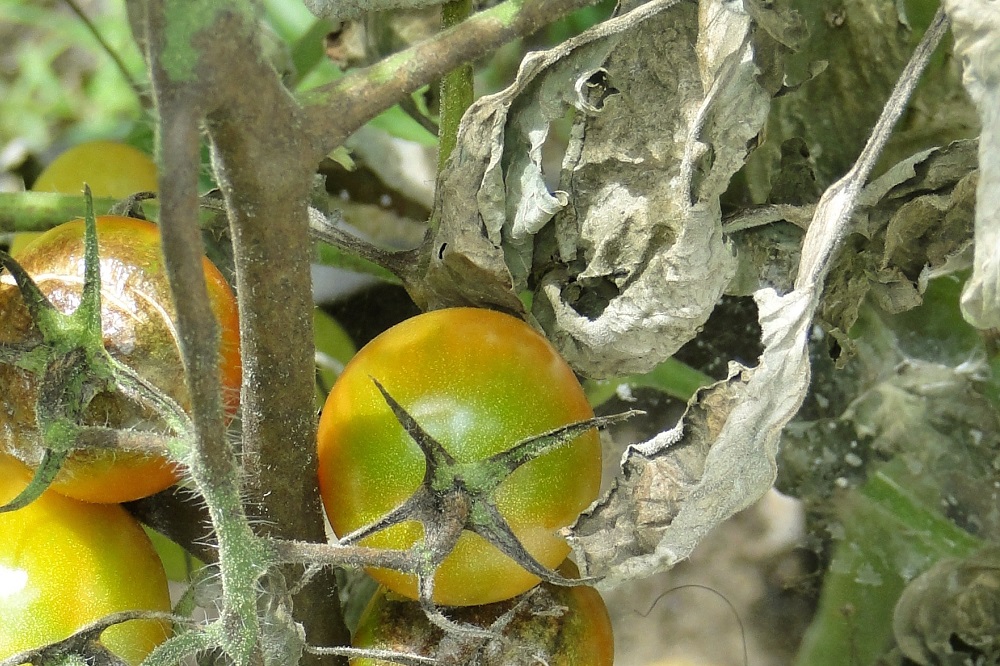 eliminare la Peronospora