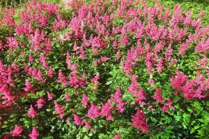 Astilbe