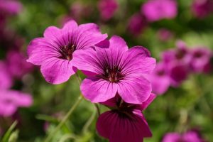 Aiuole in ombra - Geranium