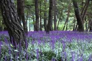 Liriope