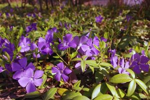 Pervinca