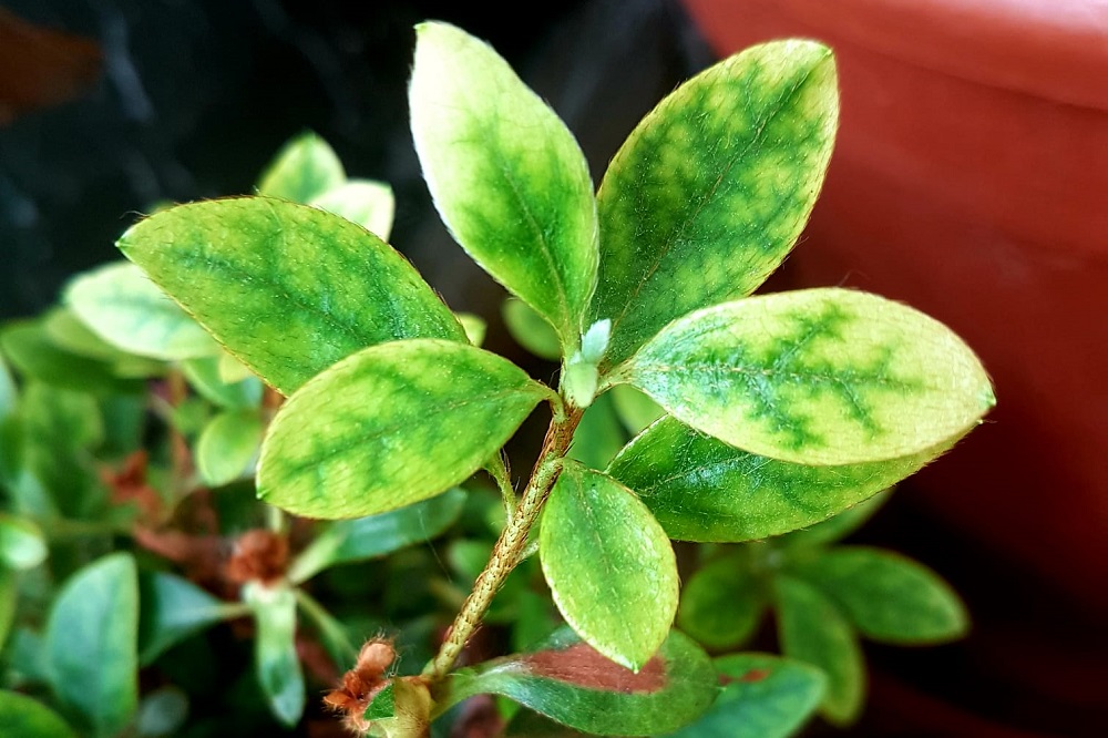 Clorosi ferrica delle piante