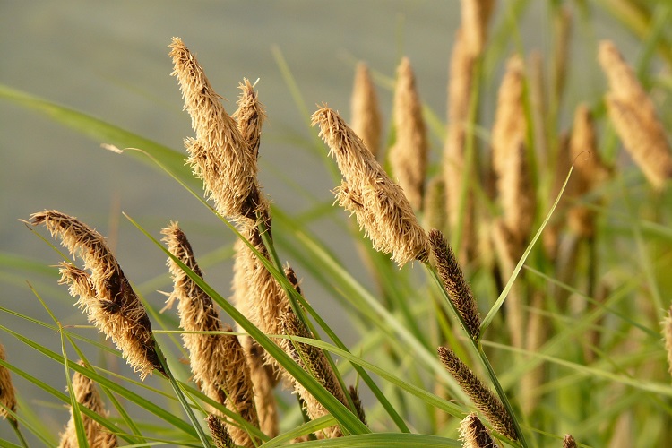 Carex
