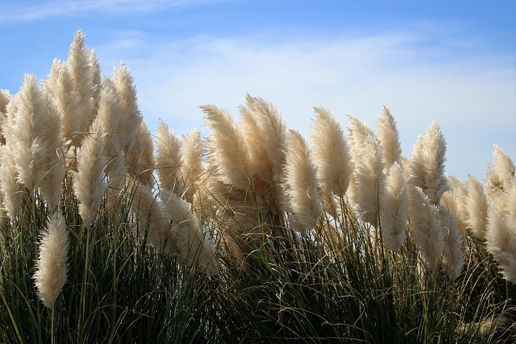 Cortaderia selloana